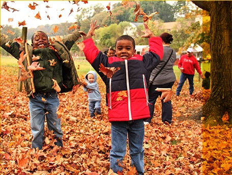 Leaves Play